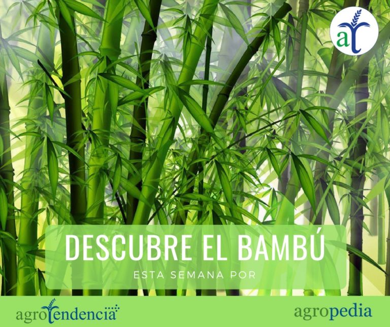 Bambú Características tipos beneficios y su cultivo