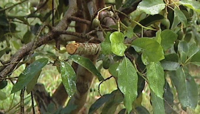 Cultivo De Aguacate Conoce Su Manejo Ventajas Y Desventajas