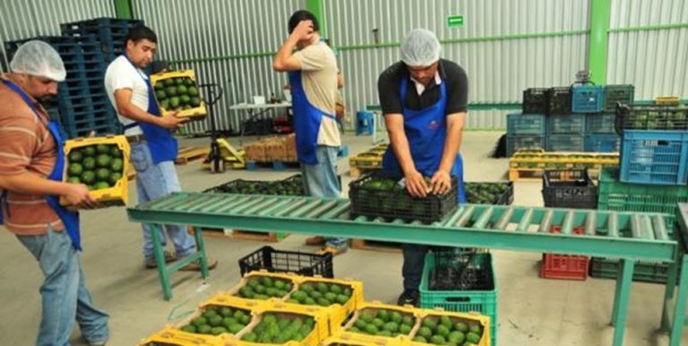 Cultivo De Aguacate Conoce Su Manejo Ventajas Y Desventajas