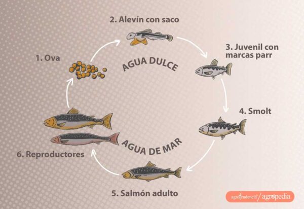 Como se cría el salmón conoce sus beneficios y perjuicios