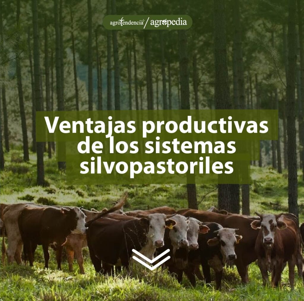 Sistemas Silvopastoriles Conoce Sus Ventajas Y Desventajas