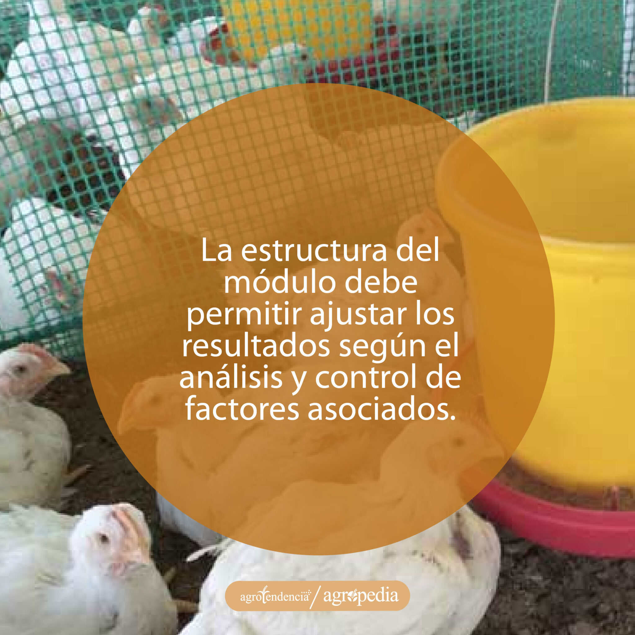 Pollos De Engorde Conoce Sobre Las Pruebas Nutricionales