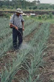 Hombre asperjando fertilizante 