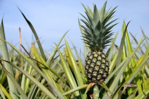 Cultivo de piña