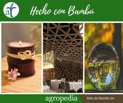 Bambú - Vela y entramado de bambú