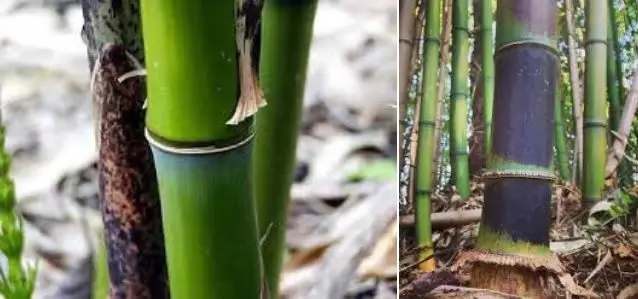 Bambú manchado