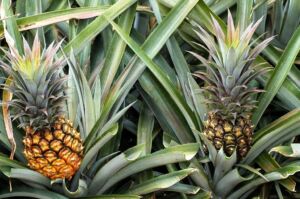 Cultivo de piña: factores que lo afectan y cuidados
