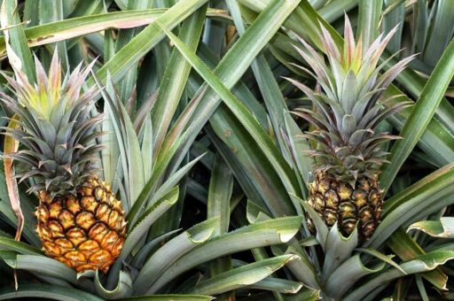 Cultivo de piña: factores que lo afectan y cuidados
