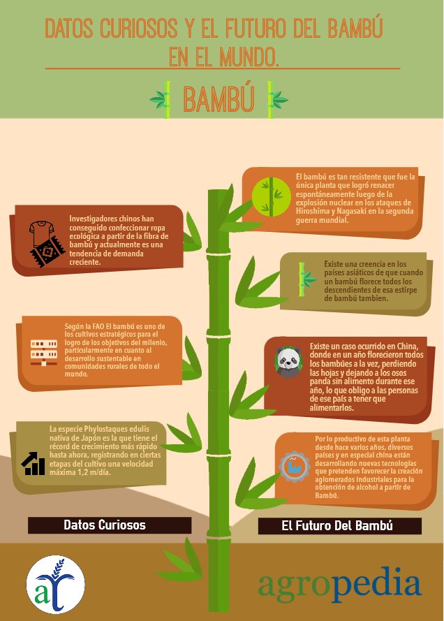 Bambú - Curiosidades del bambú