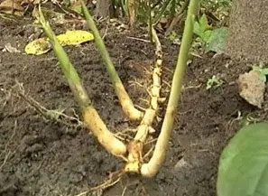 Rizoma de guadua en tierra