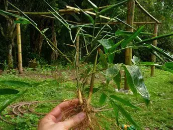 plantulas de guadua