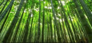 Bambú: Características, tipos y cultivo