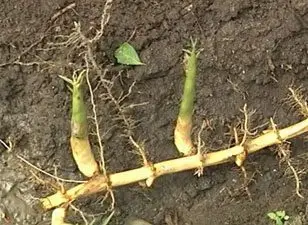 Rizoma de bambú con raíces y brotes en tierra 