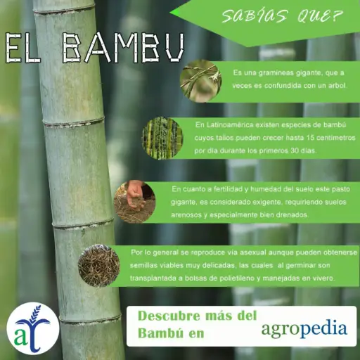 Bambú - Tallo de bambú