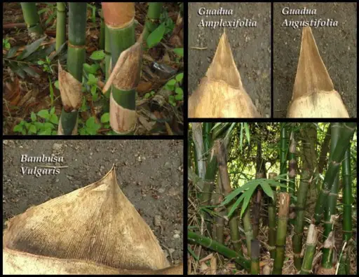 diferencias entre guadua angustifolia y bambusa vulgaris