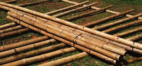 Estacas de bambú