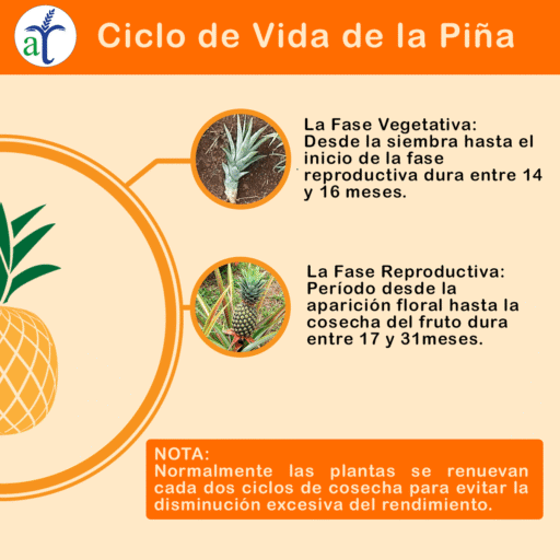 Cultivo de piña - La piña y su ciclo de vida