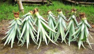 Cultivo de piña