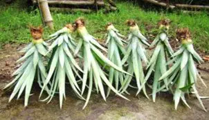 Hijos de piña sobre el suelo