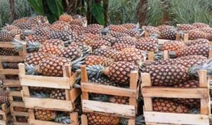 piñas en guacales