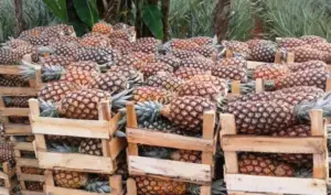 piñas en guacales