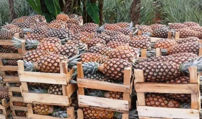piñas en guacales
