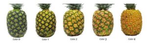 Variedades de la piña