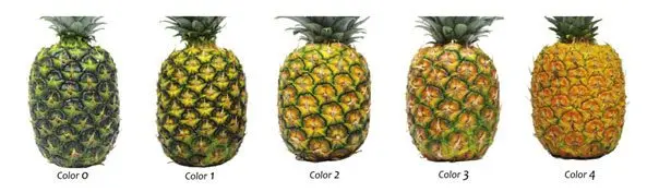 Diferentes tonos de color de acuerdo a la maduración