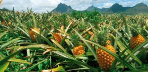 Cultivo de piña