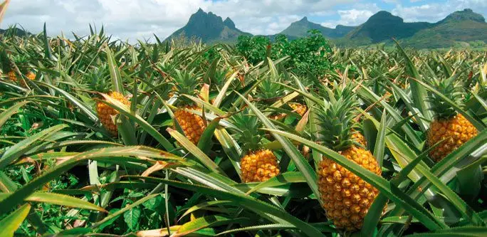 Cultivo de piña
