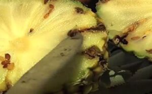Rodajas de piña
