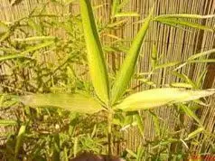 Hojas amarillas de bambú