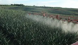 Fertilización mecanizada del cultivo de piña