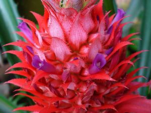Inflorescencia de la piña