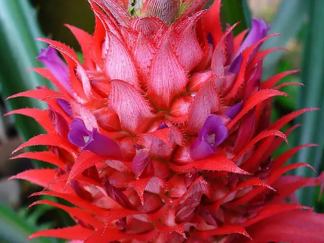 Floración de la piña