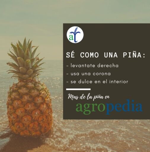 Cultivo de piña - Una piña sobre la orilla del mar