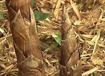 Tallo, rebrotes y hojarasca de bambú