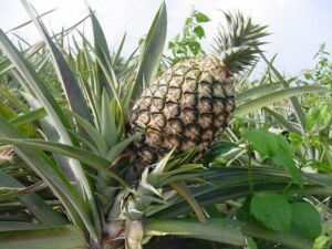 Cultivo de piña