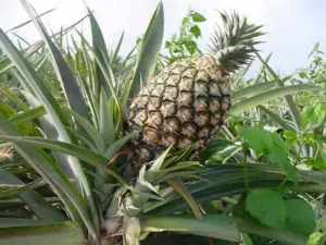 Cultivo de piña