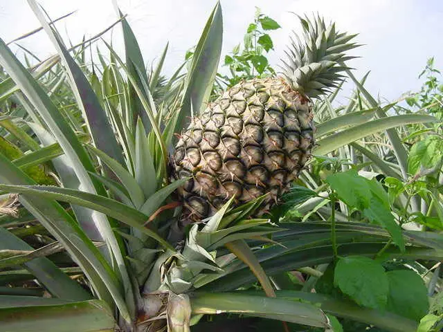 planta con el tallo y la piña