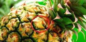 Piña
