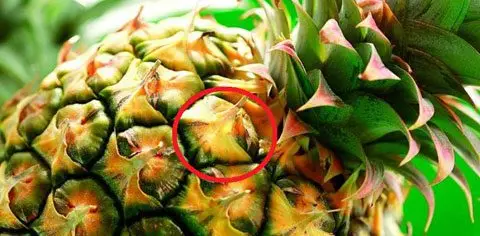 La piña mostrando con un circulo rojo el fruto