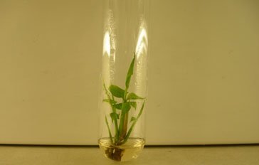 Planta en tubo de vidrio