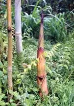 Retoño de bambú en bosque