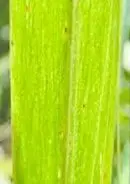Hoja de bambú con estrías