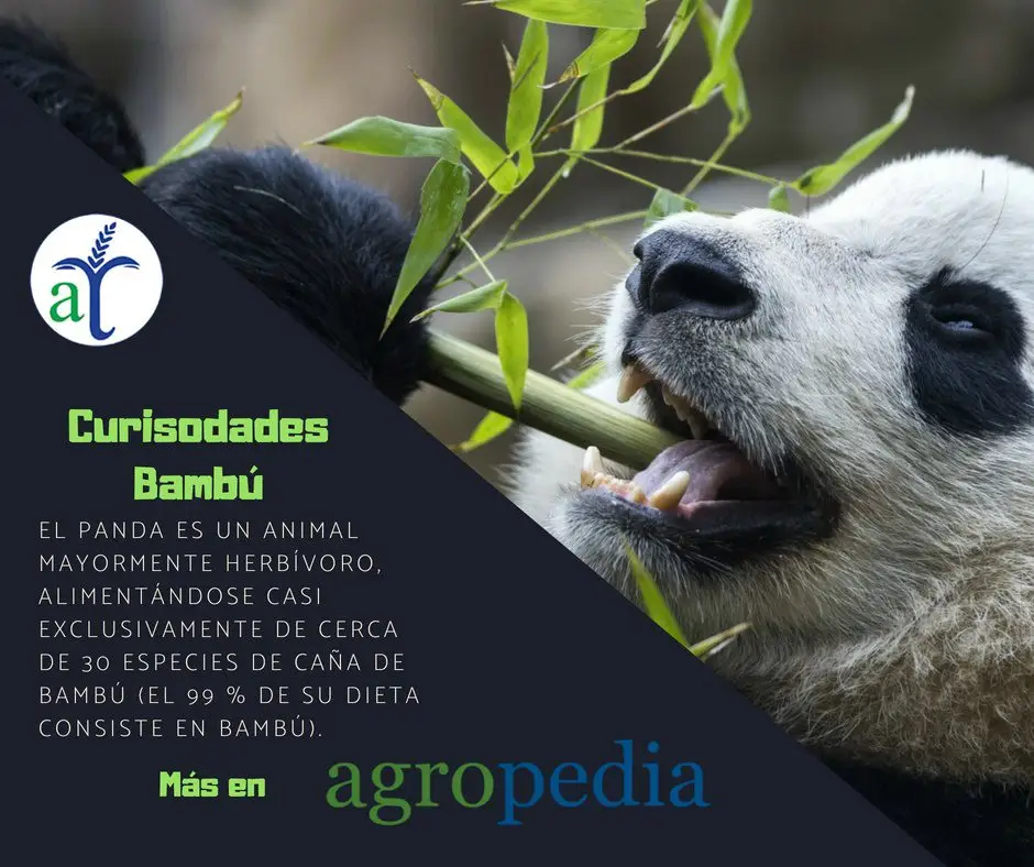Bambú - Panda comiendo bambú