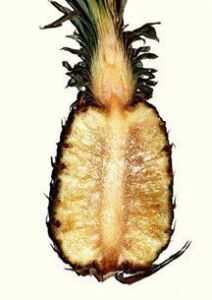 Piña abierta