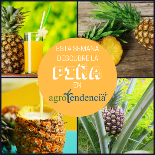 Piña