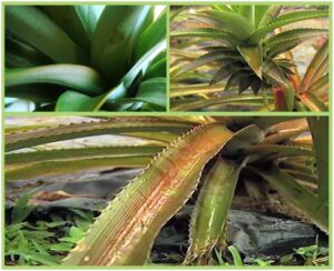 Cultivo de piña