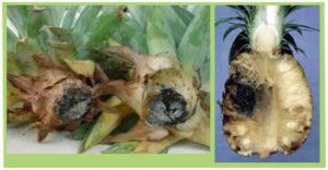 Enfermedades de la piña